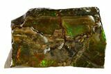 Iridescent Ammolite (Fossil Ammonite Shell) - Alberta, Canada #147375-1